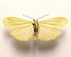 Eilema sororcula - Лишайница золотистая