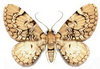 Eupithecia venosata - Пяденица цветочная сетчатая